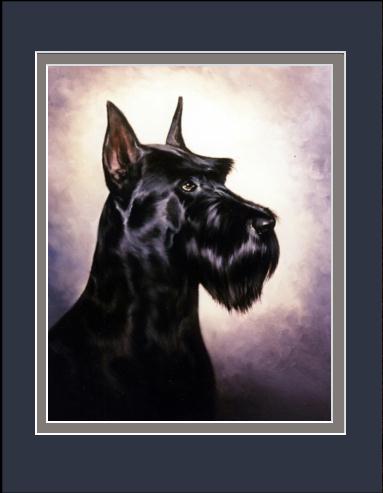 Giant Schnauzer